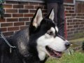Cesfur09128.jpg